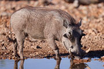 one single warthog drinks at a waterhole in Etosha Nationalpark, Namibia