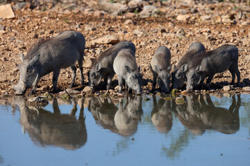 a warthog family at a waterhole in Namibia