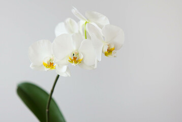 White orchid flowers. Decor