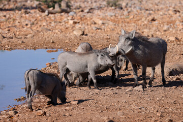 Fototapeta premium a warthog family at a waterhole in Namibia