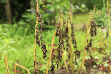 Potato ill plant with Phytophthora (Phytophthora Infestans). Potato dry plant has got sick by late blight, agriculture