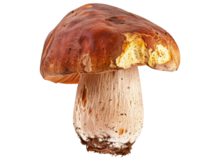 A mushroom is shown with its stem and cap removed