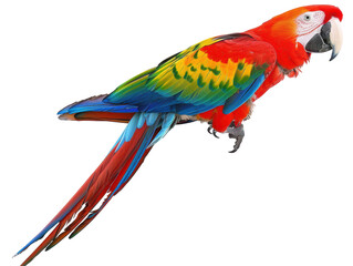 Fototapeta premium A colorful parrot with a black beak is perched on a white background