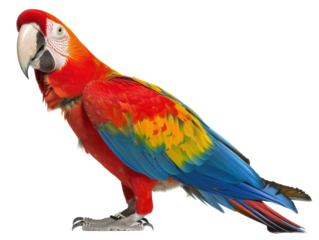 A colorful parrot is standing on a white background
