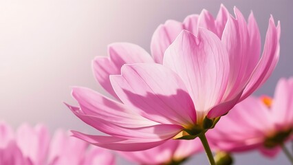 Obraz premium Pink cosmos flowers