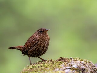 森の中で岩の上に留まっているミソサザイ