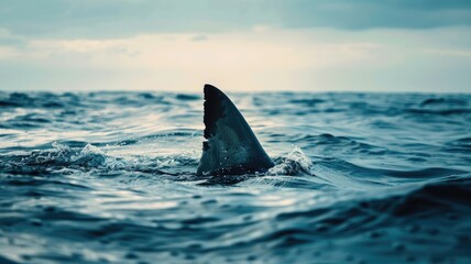 Fototapeta premium Shark fin emerging from ocean water under cloudy skies