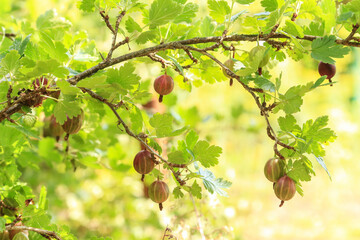Gooseberry plant, bush with ripe red berries on sun in sunlight close up. Growing organic berry, food in garden