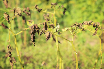 Potato ill plant with Phytophthora leaves close up (Phytophthora Infestans). Potato dry plant has got sick by late blight on sun in sunlight, agriculture