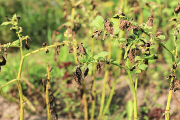 Potato ill plant with Phytophthora (Phytophthora Infestans). Potato dry plant has got sick by late blight on sun in sunlight, agriculture