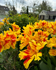flowers in the garden