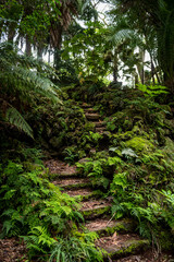 F&ocirc;ret tropicale 