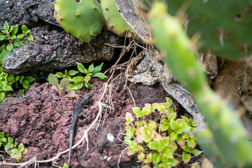 Lézard
