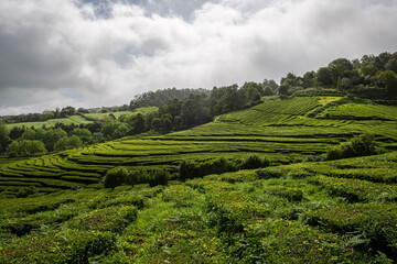 Plantation de th&eacute; A&ccedil;ores