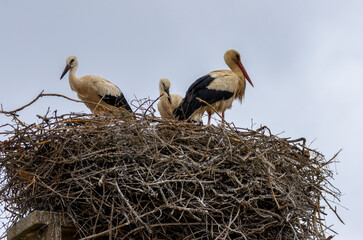 Nesting white storks in Portugal