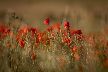 Fototapeta premium Pretty poppies in the early evening light, on a summer's day in the South Downs