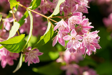 Blüten der Deutzie (Deutzia)	