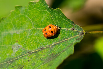 Larve des Asiatischen Marienkäfers (Harmonia axyridis)