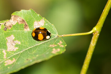 Asiatischer Marienkäfer (Harmonia axyridis)	