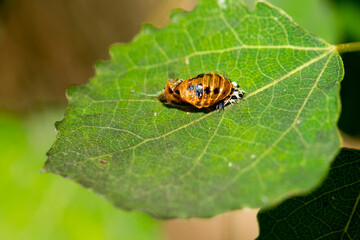 Larve des Asiatischen Marienkäfers (Harmonia axyridis)