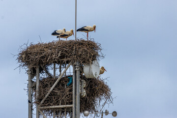 Nesting white storks in Portugal