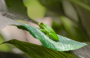 Arboreal Green Tree Frog sitting on tropical leaf at a butterfly garden in Georgia.
