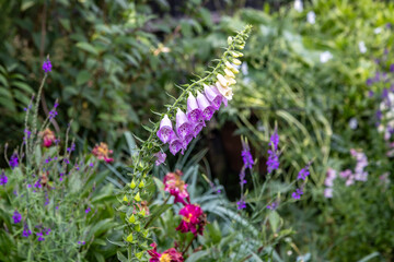 A pretty foxglove flower in a cottage garden, with a shallow depth of field © lemanieh