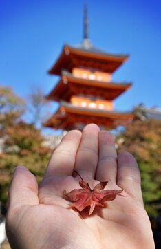 Ein Blatt roter Japanischer Ahorn auf einer Hand vor einer Pagode in Kyoto.