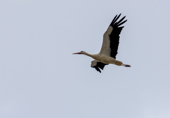 White stork in flight with blue sky background
