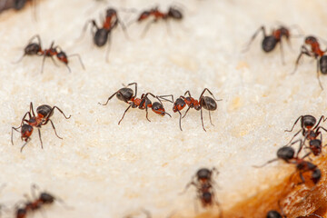Macro picture with a lot of ants that are located on a slice of bread and start to eat from it to get food during the winter. Big red ants show the bread crisis.