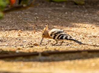 Hoopoe bird foraging in the earth in a garden in Portugal