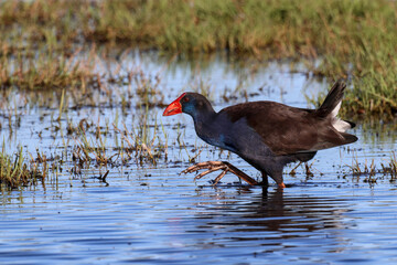 Australasian swamphen (Porphyrio melanotus) in natural habitat. Large claws and toes.  Occurs in Indonesia, Papua New Guinea, Australia and New Zealand. Copy space