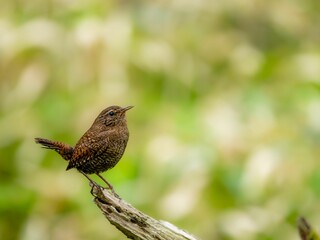 森の中で枯れ木に留まっているミソサザイ