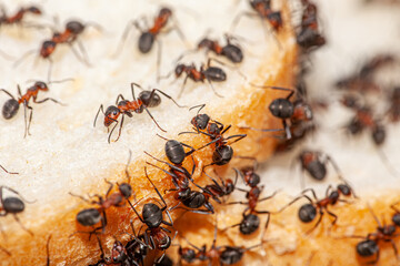 Macro picture with a lot of ants that are located on a slice of bread and start to eat from it to get food during the winter. Big red ants show the bread crisis.