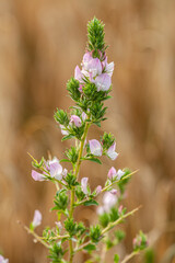 Winter savory Satureja montana has digestive properties.