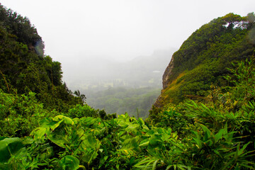 Hawaii, Honolulu. Rainforest in Oahu near Waikiki in a steamy mood