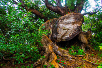 Hawaii, Honolulu. Rainforest in Oahu near Waikiki in a steamy mood