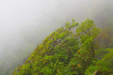 Hawaii, Honolulu. Rainforest in Oahu near Waikiki in a steamy mood