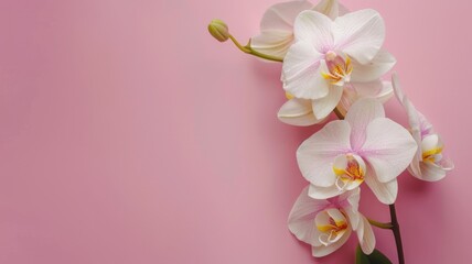 Elegant white orchids with pink centers on soft background