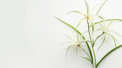 White Spider Plant Flowers on White Background