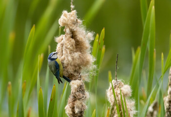 Blue tit picking fluff from a reed for nesting materials