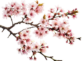 A beautiful branch of pink cherry blossoms in full bloom, perfect for spring-themed projects and natural decorations.