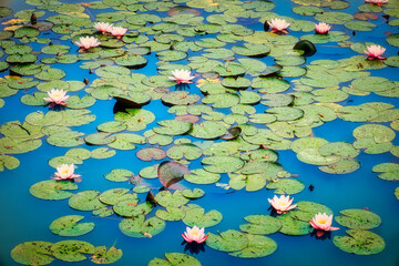 Seerosen Teich - Seerose - Floating - Flower - Close - Up - Lily - Water - Lotus - Beautiful - Rose - White - Delicate