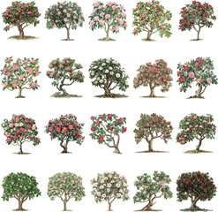 TREE SET IN COLOR STYLE, CAMELLIA SET IN COLOR STYLE