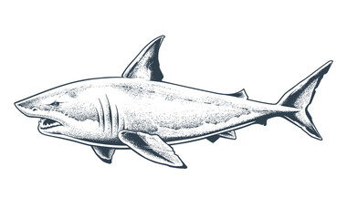 Great White Shark Vector Isolated