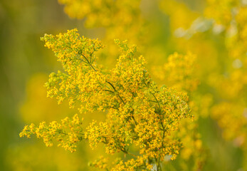 Euphorbia esula, commonly known as green spurge or leafy spurge, is a species of spurge