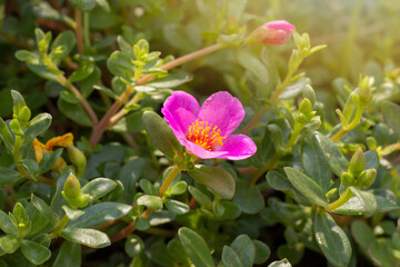 Beautiful pink portulaca flower bloom in garden with sunlight in the morning.