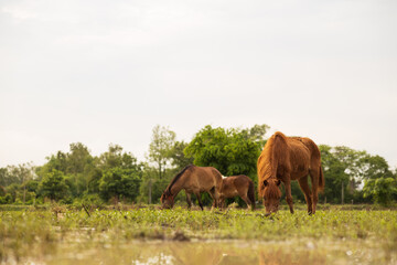 Low angle view looking through blurred grass to three brown horses.