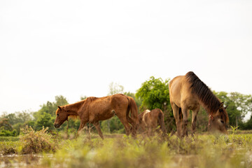 Low angle view looking through blurred grass to three brown horses.