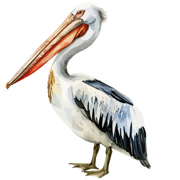 recommend clip art: Watercolor vector of a pelican Bird, isolated on a white background, design art, drawing clipart, Illustration painting, Graphic logo, pelican vector 